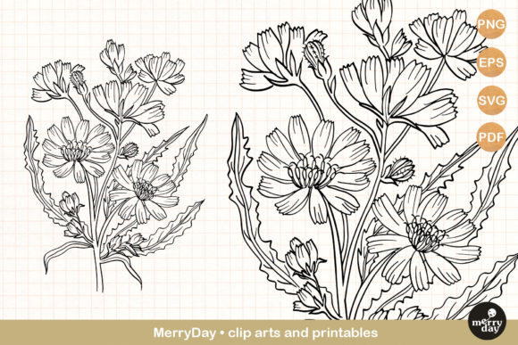 Download Chicory Summer Flower Clip Art Svg - Flow Collection